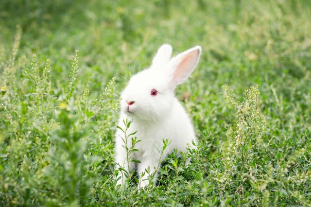 うさぎ